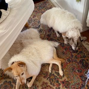 Meet your Posher, Sommer-rae